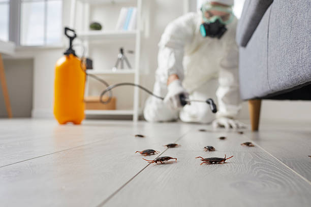 Post-Treatment Bed Bug Interceptor Monitoring in Manorhaven